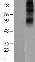 NBL1-11778 - 5HT2B Receptor Lysate